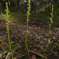 Prasophyllum sylvestre (Forest Leek Orchid) at Bermagui, NSW - 13 Nov 2014 by robndane