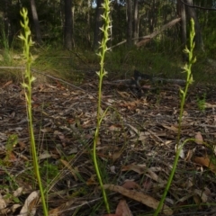 Prasophyllum sylvestre (Forest Leek Orchid) at Bermagui, NSW - 14 Nov 2014 by robndane
