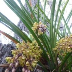 Cymbidium suave (Snake Orchid) at Biamanga National Park - 13 Nov 2014 by robndane