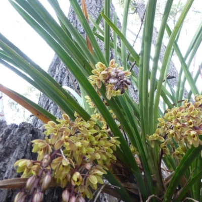 Cymbidium suave (Snake Orchid) at Biamanga National Park - 13 Nov 2014 by robndane