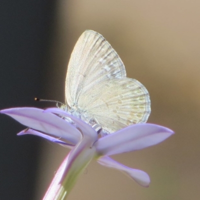 Zizina otis (Common Grass-Blue) at Bermagui, NSW - 21 Nov 2014 by robndane