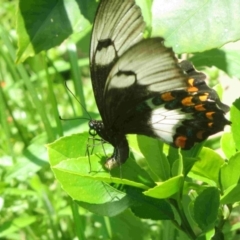 Papilio aegeus (Orchard Swallowtail, Large Citrus Butterfly) at Bermagui, NSW - 8 Dec 2014 by robndane