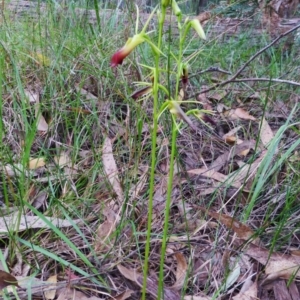 Cryptostylis subulata at Bermagui, NSW - 17 Dec 2014