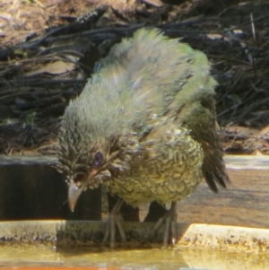 Ptilonorhynchus violaceus at Bermagui, NSW - 17 Dec 2014