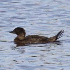 Biziura lobata (Musk Duck) at Bermagui, NSW - 26 Dec 2014 by robndane