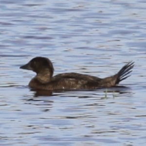 Biziura lobata at Bermagui, NSW - 27 Dec 2014