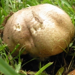 Agaricus augustus at Bermagui, NSW - 26 Dec 2014 12:00 AM