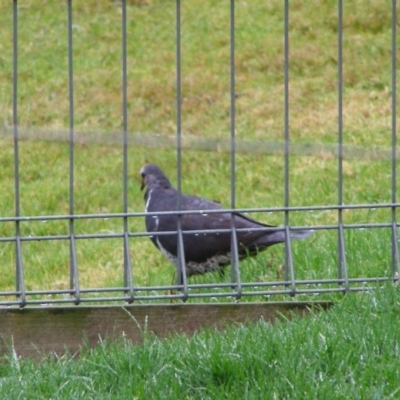 Leucosarcia melanoleuca (Wonga Pigeon) at Eden, NSW - 25 Jan 2012 by Angel