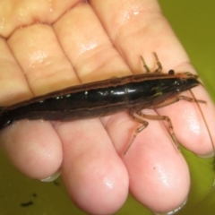 Australatya striolata (Riffle Shrimp) at Tilba Tilba, NSW - 13 Dec 2014 by GeorgiaPoyner