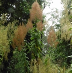 Calomeria amaranthoides (Incense Plant) at Wadbilliga National Park - 21 Jan 2015 by robndane