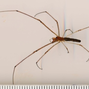 Tetragnatha nitens at Bermagui, NSW - 12 Feb 2015 12:00 AM