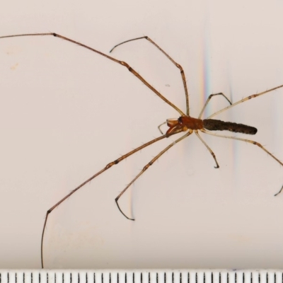 Tetragnatha nitens (Brown Long-jawed Spider) at Bermagui, NSW - 12 Feb 2015 by robndane