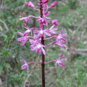 Dipodium punctatum at South Wolumla, NSW - suppressed