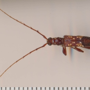 Coptocercus biguttatus at Barragga Bay, NSW - 19 Feb 2015 12:00 AM