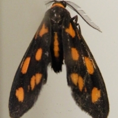 Asura cervicalis (Spotted Lichen Moth) at Bermagui, NSW - 6 Feb 2015 by robndane