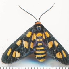 Amata nigriceps (A Handmaiden moth) at Bermagui, NSW - 3 Feb 2015 by robndane