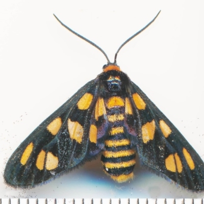 Amata nigriceps (A Handmaiden moth) at Bermagui, NSW - 3 Feb 2015 by robndane