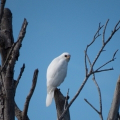 Tachyspiza novaehollandiae (Grey Goshawk) at Wadbilliga, NSW - 15 Feb 2015 by GeorgiaPoyner