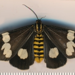 Nyctemera amicus (Senecio Moth, Magpie Moth, Cineraria Moth) at Bermagui, NSW - 7 Mar 2015 by robndane