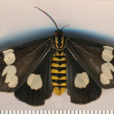 Nyctemera amicus (Senecio Moth, Magpie Moth, Cineraria Moth) at Bermagui, NSW - 7 Mar 2015 by robndane