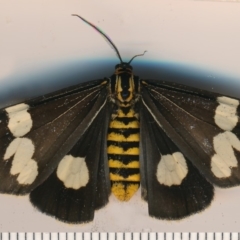 Nyctemera amicus (Senecio or Magpie moth) at Bermagui, NSW - 6 Mar 2015 by robndane