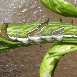 Papilio aegeus at Bermagui, NSW - 26 Feb 2015