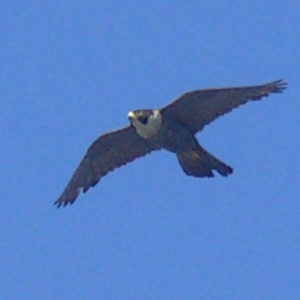 Falco peregrinus at Bermagui, NSW - 1 Jan 2011