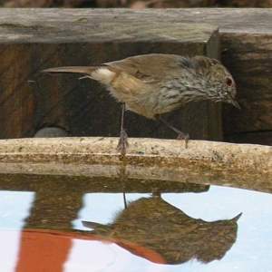 Acanthiza pusilla at Bermagui, NSW - 10 Mar 2015