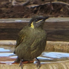 Meliphaga lewinii (Lewin's Honeyeater) at Bermagui, NSW - 10 Mar 2015 by robndane