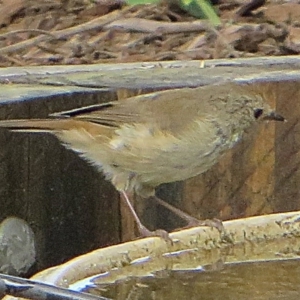 Acanthiza pusilla at Bermagui, NSW - 10 Mar 2015