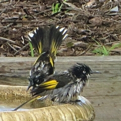 Phylidonyris novaehollandiae (New Holland Honeyeater) at Bermagui, NSW - 9 Mar 2015 by robndane