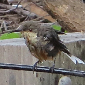 Acanthorhynchus tenuirostris at Bermagui, NSW - 10 Mar 2015