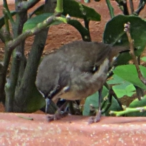 Sericornis frontalis at Bermagui, NSW - 10 Mar 2015