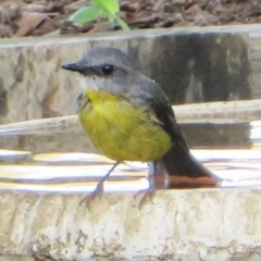 Eopsaltria australis (Eastern Yellow Robin) at Bermagui, NSW - 9 Mar 2015 by robndane
