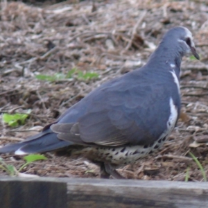 Leucosarcia melanoleuca at Bermagui, NSW - 17 Mar 2015 12:00 AM