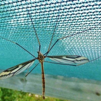 Ptilogyna (Plusiomyia) gracilis gracilis (A crane fly) at Bermagui, NSW - 27 Feb 2015 by robndane