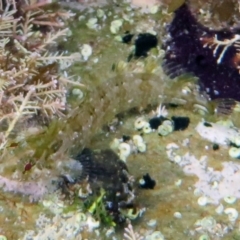 Brachynectes fasciatus (Weedy Threefin) at The Blue Pool, Bermagui - 25 Mar 2015 by robndane