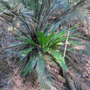 Asplenium australasicum at Bermagui, NSW - suppressed