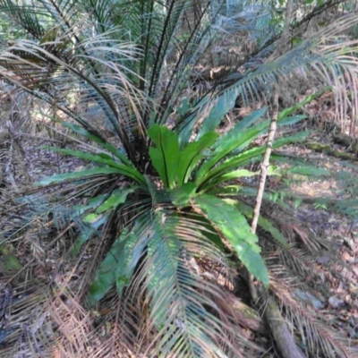 Asplenium australasicum (Bird's Nest Fern, Crow's Nest Fern) at Bermagui, NSW - 29 Mar 2015 by robndane