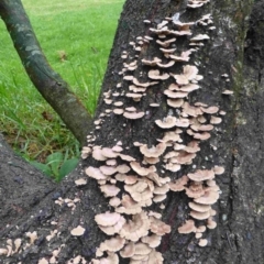 Schizophyllum commune (Split Gill Fungus) at Bermagui, NSW - 23 Mar 2015 by robndane