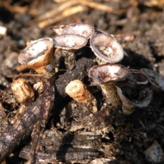 Cyathus stercoreus (Bird's nest fungus) at Bermagui, NSW - 14 Apr 2015 by robndane