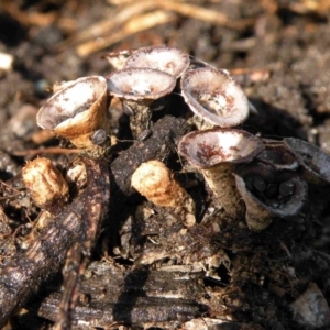 Cyathus stercoreus at Bermagui, NSW - 15 Apr 2015