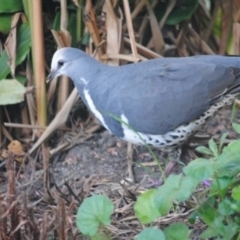 Leucosarcia melanoleuca (Wonga Pigeon) at Eden, NSW - 18 May 2015 by kelpie