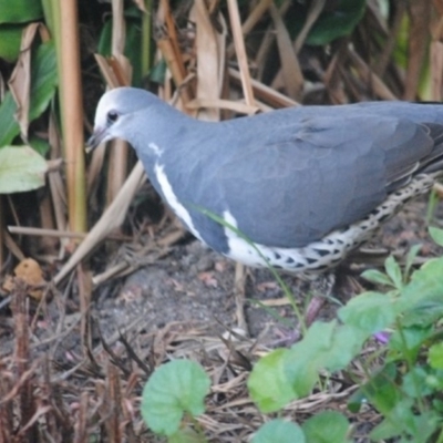 Leucosarcia melanoleuca (Wonga Pigeon) at Eden, NSW - 18 May 2015 by kelpie