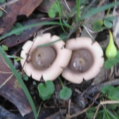 Geastrum triplex (Collared Earth Star) at Bermagui, NSW - 26 May 2015 by robndane