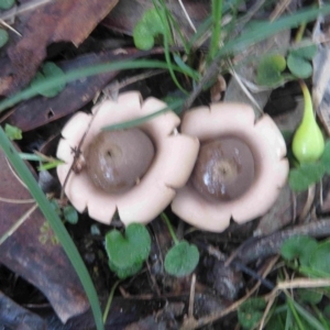 Geastrum triplex at Bermagui, NSW - 26 May 2015 12:00 AM