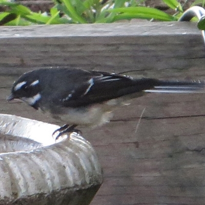 Rhipidura albiscapa (Grey Fantail) at Bermagui, NSW - 6 Jun 2015 by robndane