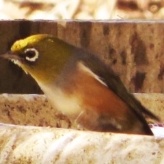 Zosterops lateralis (Silvereye) at Bermagui, NSW - 12 Jun 2015 by robndane