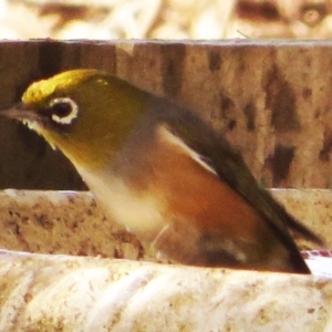 Zosterops lateralis at Bermagui, NSW - 12 Jun 2015 12:00 AM