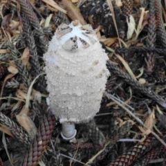 Coprinus comatus (Shaggy Ink Cap) at Bermagui, NSW - 12 Jun 2015 by robndane